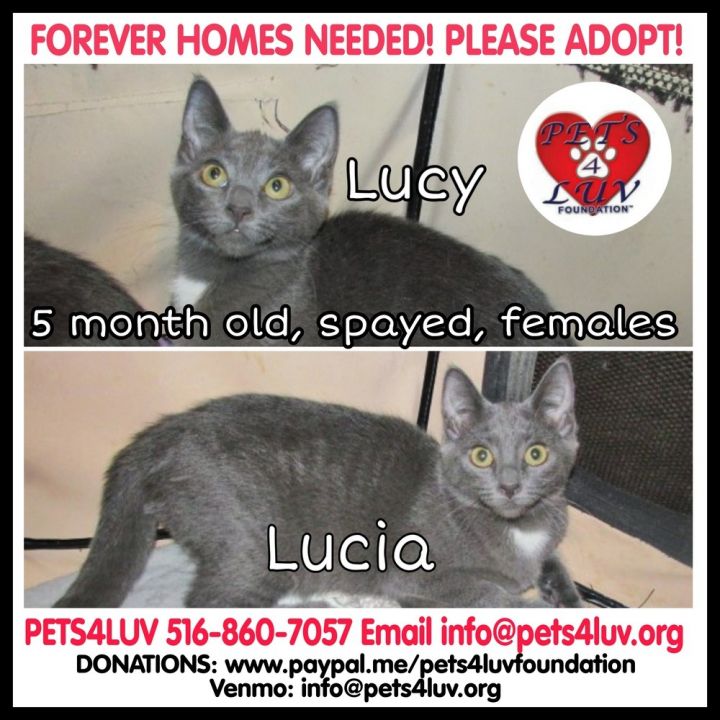 Lucy - Bob 4