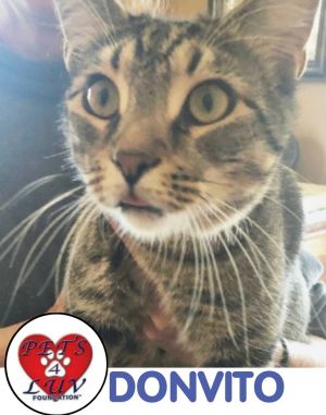 Don Vito, Young Male Tabby