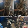 Don Vito photo 2
