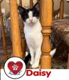 Daisy/Bella Meadow photo 1