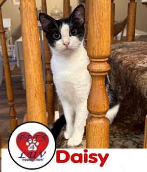 Daisy/Bella Meadow