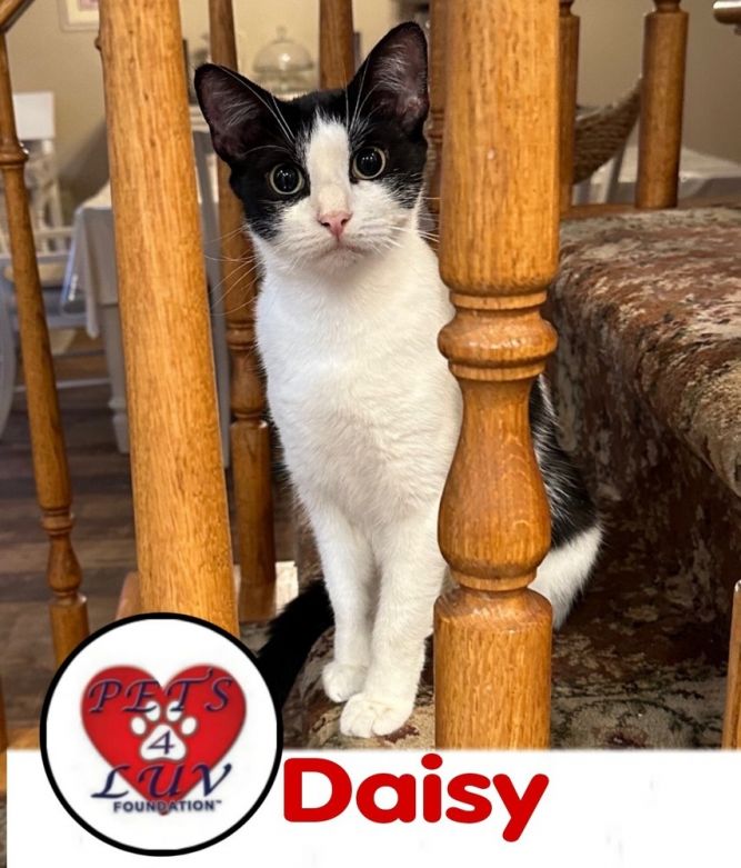 Daisy/Bella Meadow