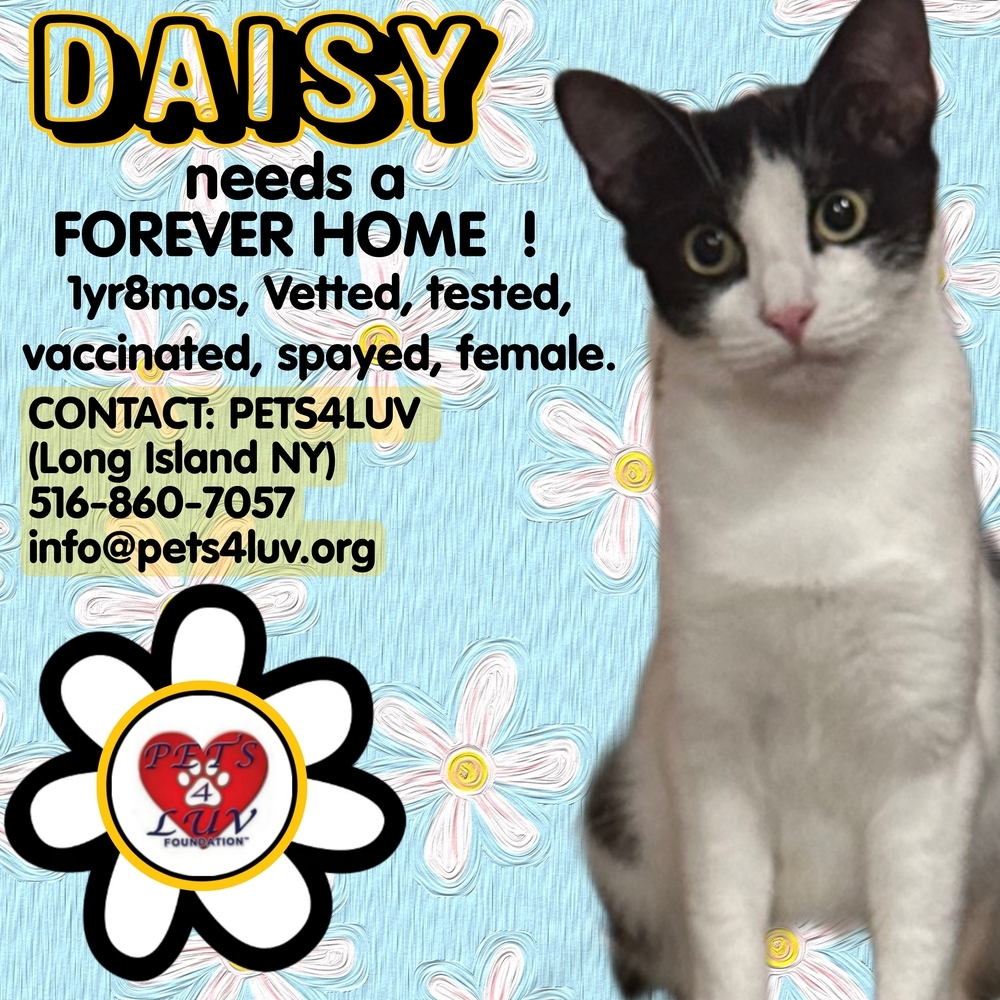 Daisy