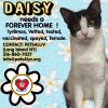 Daisy/Bella Meadow photo 2