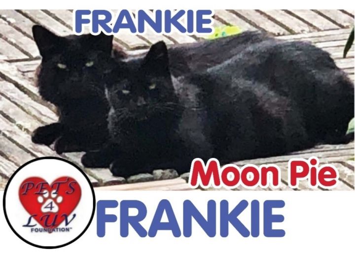 Frankie 2