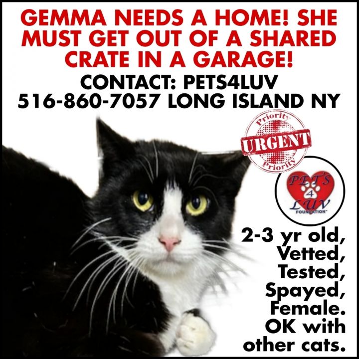 Gemma - Grumman 9 2