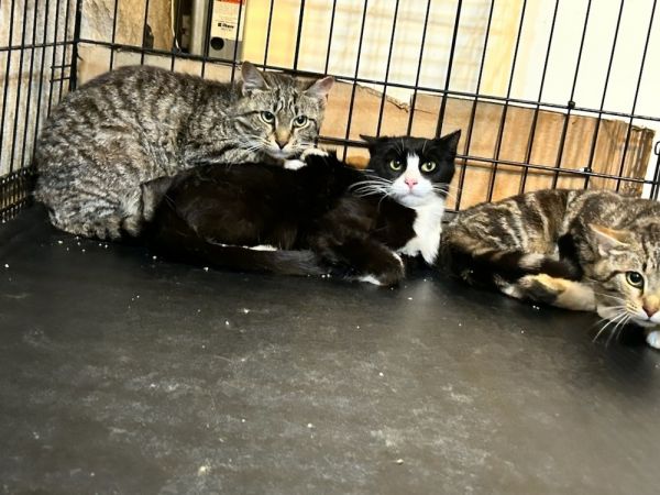 Gemma  Grumman thumbnail 3