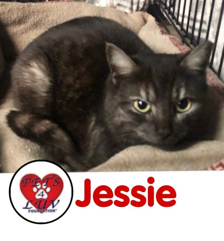 Jessie 2