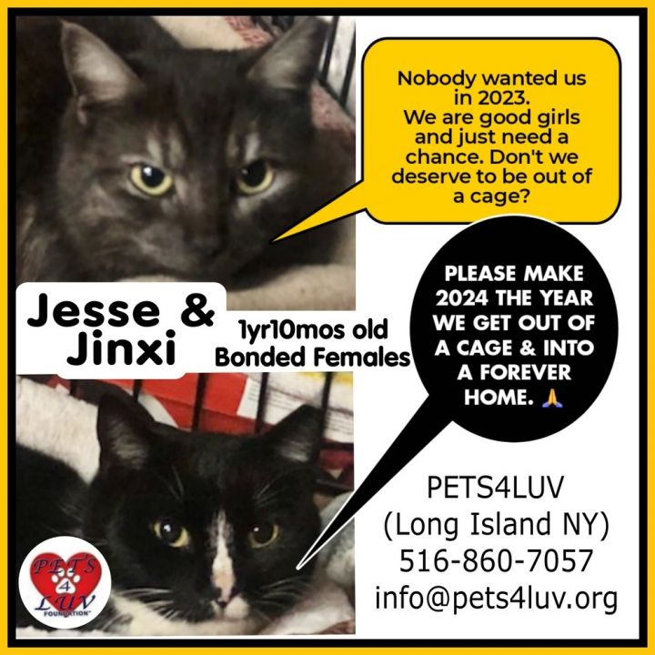 Jessie 3