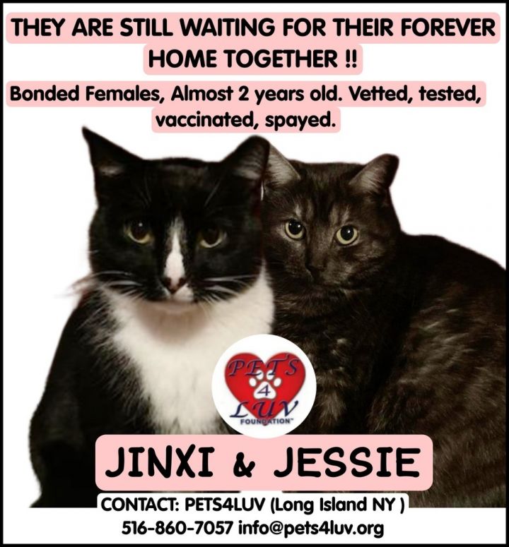 Jessie 4