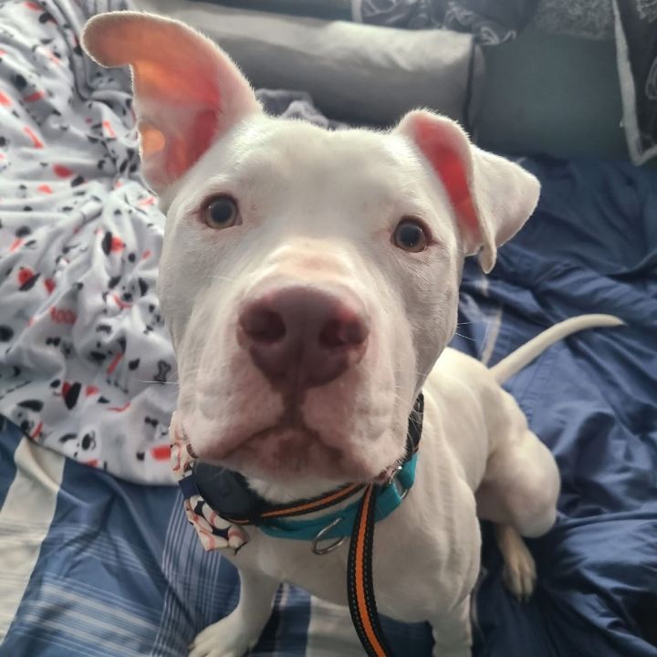 Casper 1