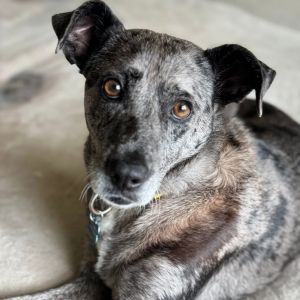 Acorn, Adult Male Catahoula Leopard Dog