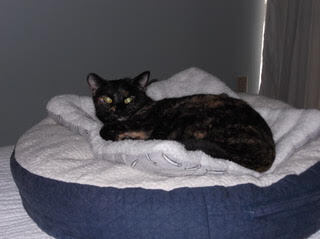 Tika (Courtesy Post), an adoptable Domestic Short Hair in Little Rock, AR, 72202 | Photo Image 1