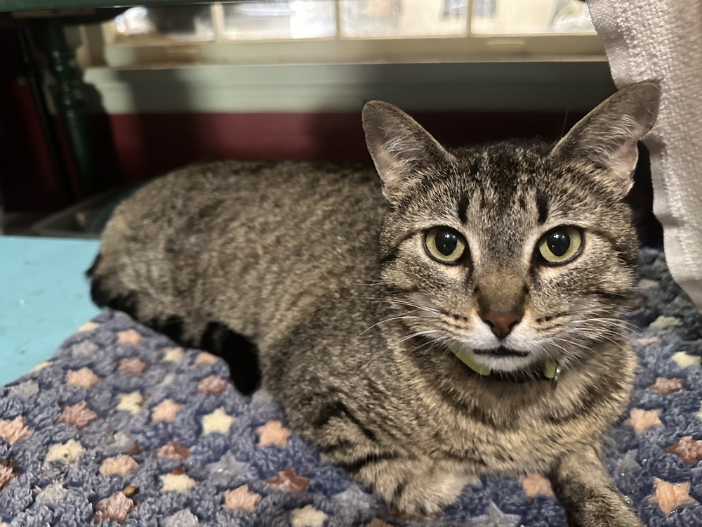 Little Miss, an adoptable Domestic Short Hair in Little Rock, AR, 72202 | Photo Image 1