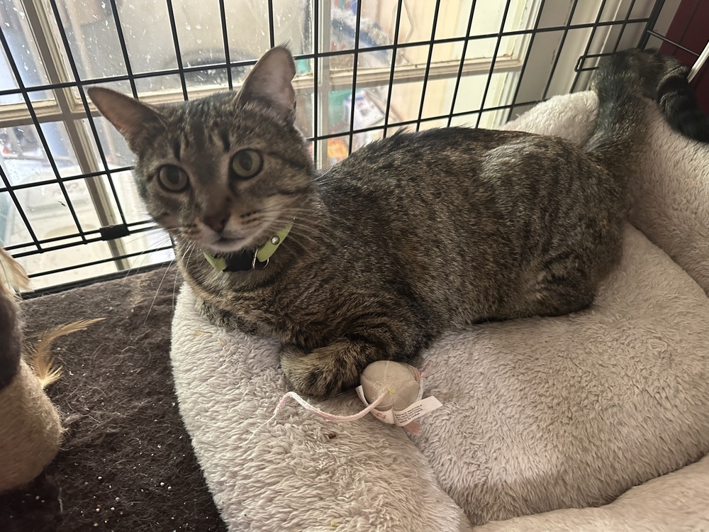 Little Miss, an adoptable Domestic Short Hair in Little Rock, AR, 72202 | Photo Image 2
