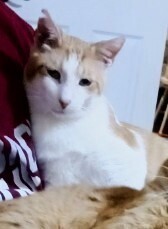 Marty (male), an adoptable Domestic Short Hair in Little Rock, AR, 72202 | Photo Image 1