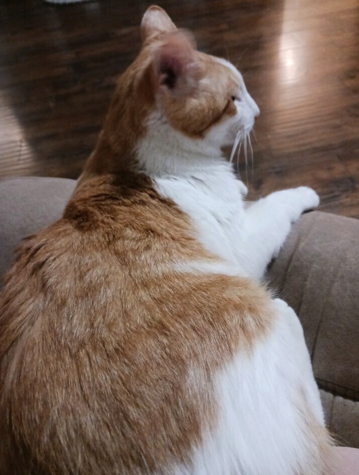 Marty (male), an adoptable Domestic Short Hair in Little Rock, AR, 72202 | Photo Image 2