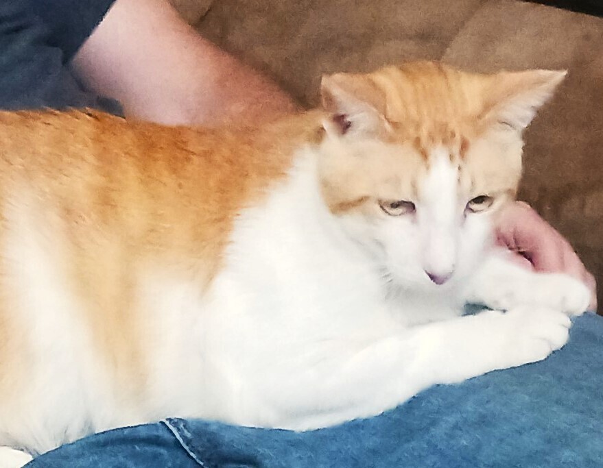 Marty (male), an adoptable Domestic Short Hair in Little Rock, AR, 72202 | Photo Image 3