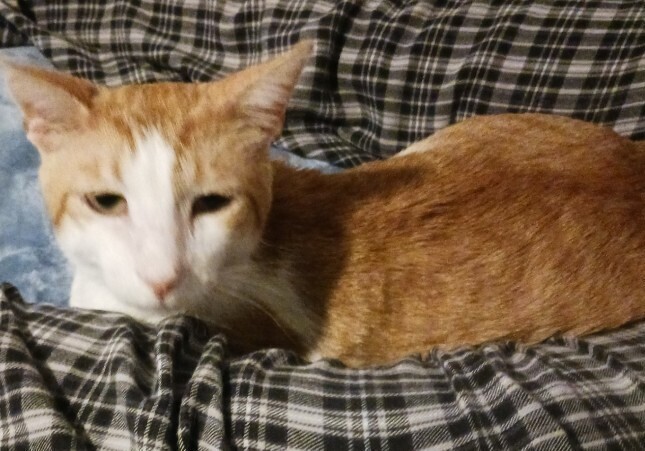 Marty (male), an adoptable Domestic Short Hair in Little Rock, AR, 72202 | Photo Image 4