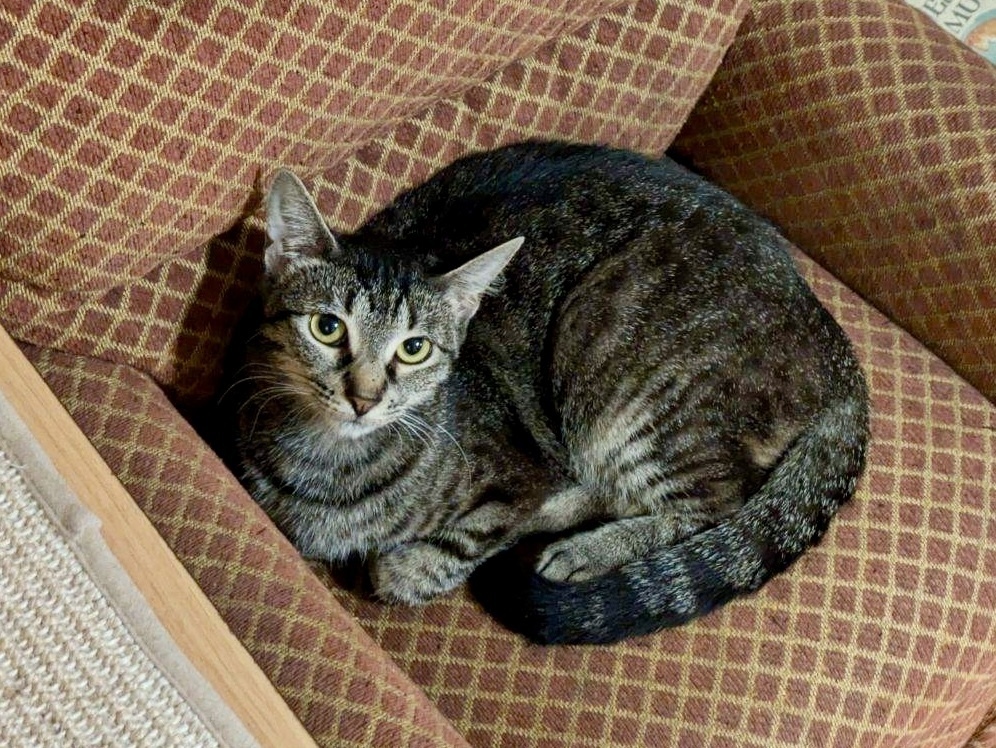 Peach, an adoptable Domestic Short Hair, Tabby in Little Rock, AR, 72202 | Photo Image 1