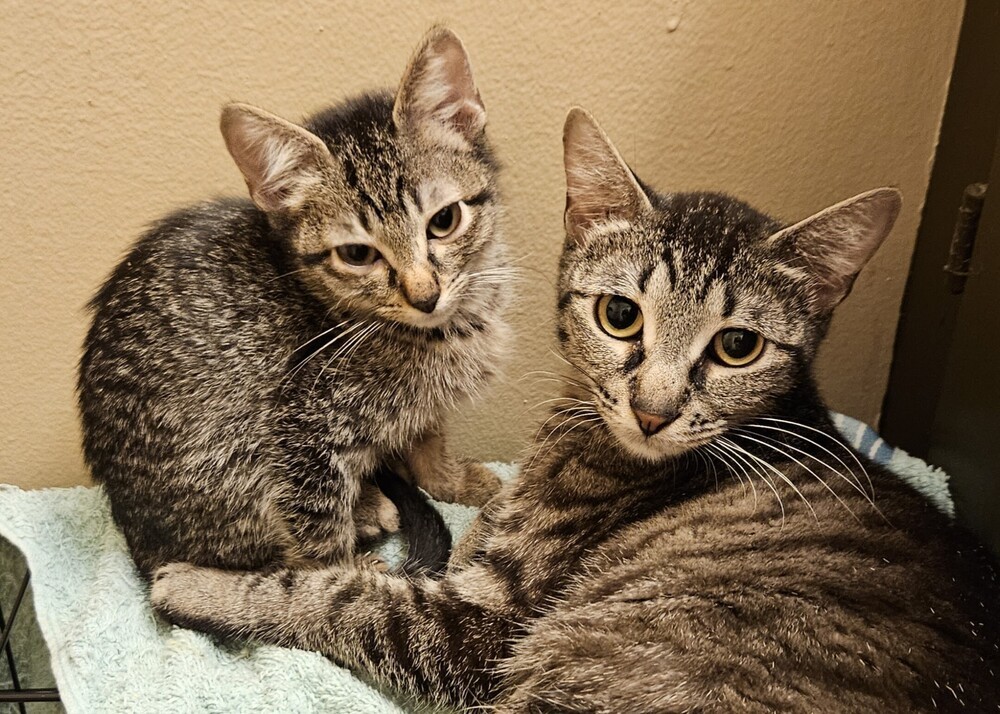 Peach, an adoptable Domestic Short Hair, Tabby in Little Rock, AR, 72202 | Photo Image 2