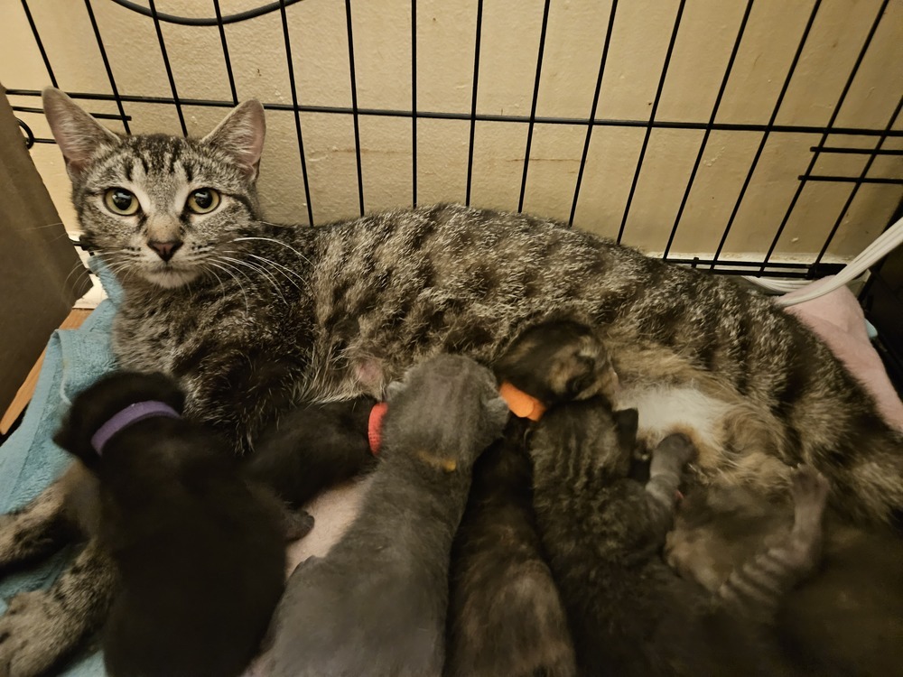 Peach, an adoptable Domestic Short Hair, Tabby in Little Rock, AR, 72202 | Photo Image 3