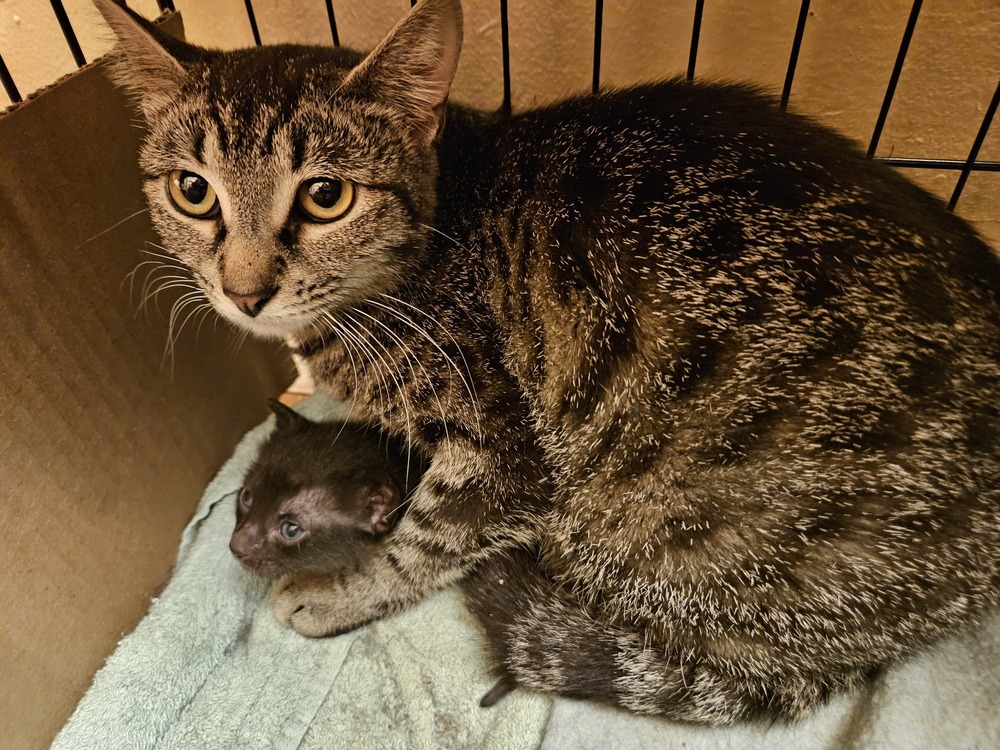 Peach, an adoptable Domestic Short Hair, Tabby in Little Rock, AR, 72202 | Photo Image 4
