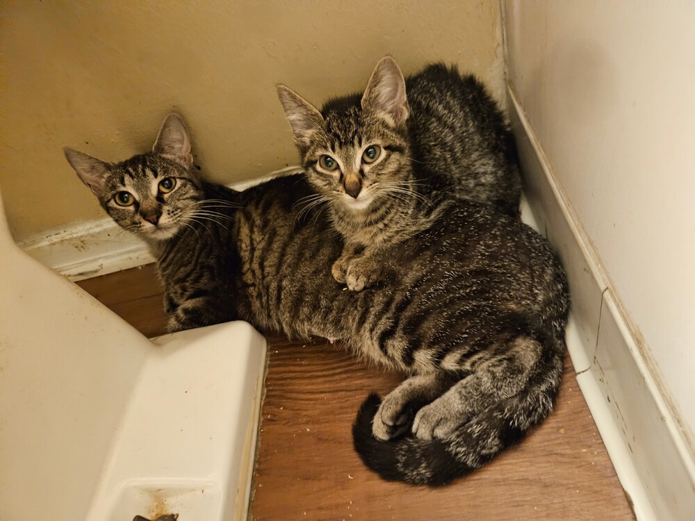 Peach, an adoptable Domestic Short Hair, Tabby in Little Rock, AR, 72202 | Photo Image 5