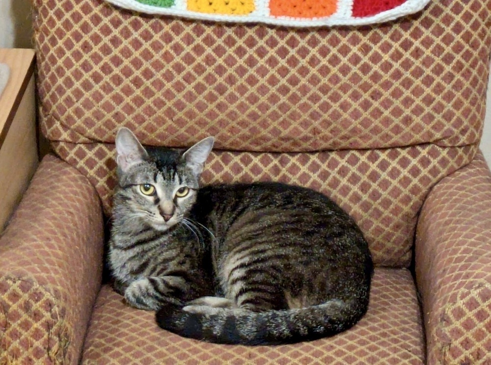 Peach, an adoptable Domestic Short Hair, Tabby in Little Rock, AR, 72202 | Photo Image 6