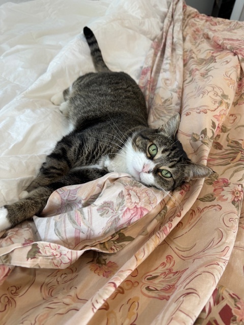 Katie, an adoptable Domestic Short Hair in Little Rock, AR, 72202 | Photo Image 1