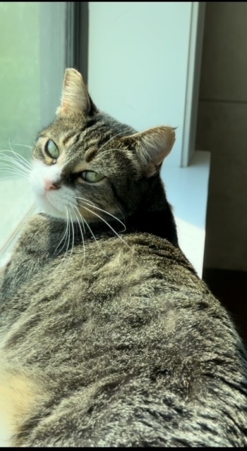 Katie, an adoptable Domestic Short Hair in Little Rock, AR, 72202 | Photo Image 2