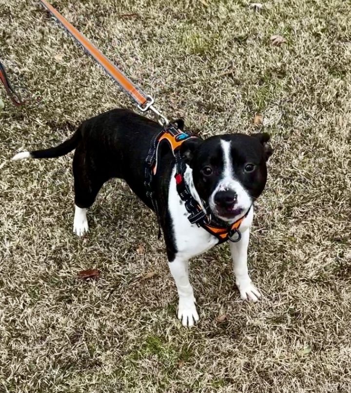 Mudpie Milo Lancaster-4008 Crosby, TN 1