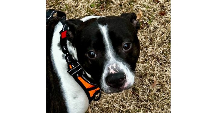 Mudpie Milo Lancaster-4008 Crosby, TN 2