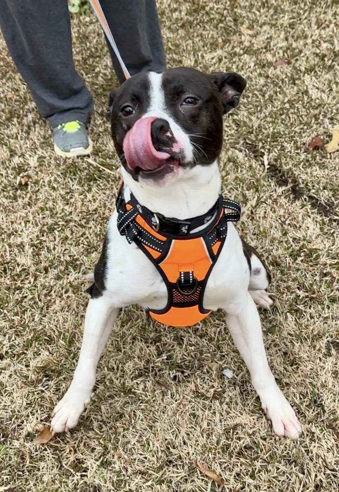 Mudpie Milo Lancaster-4008 Crosby, TN 3