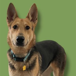 Jinx, Adult Male German Shepherd Dog