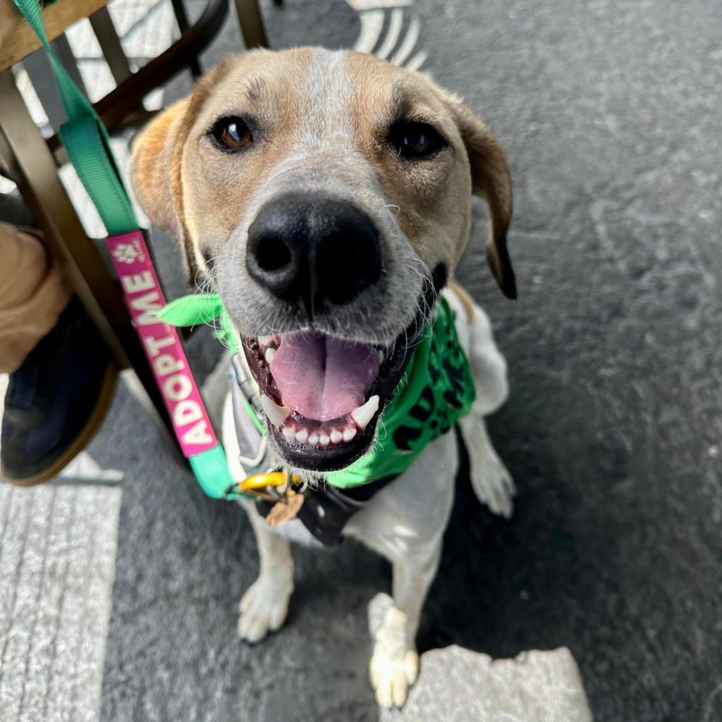 Buddy, an adoptable Mixed Breed in Kailua Kona, HI, 96740 | Photo Image 2