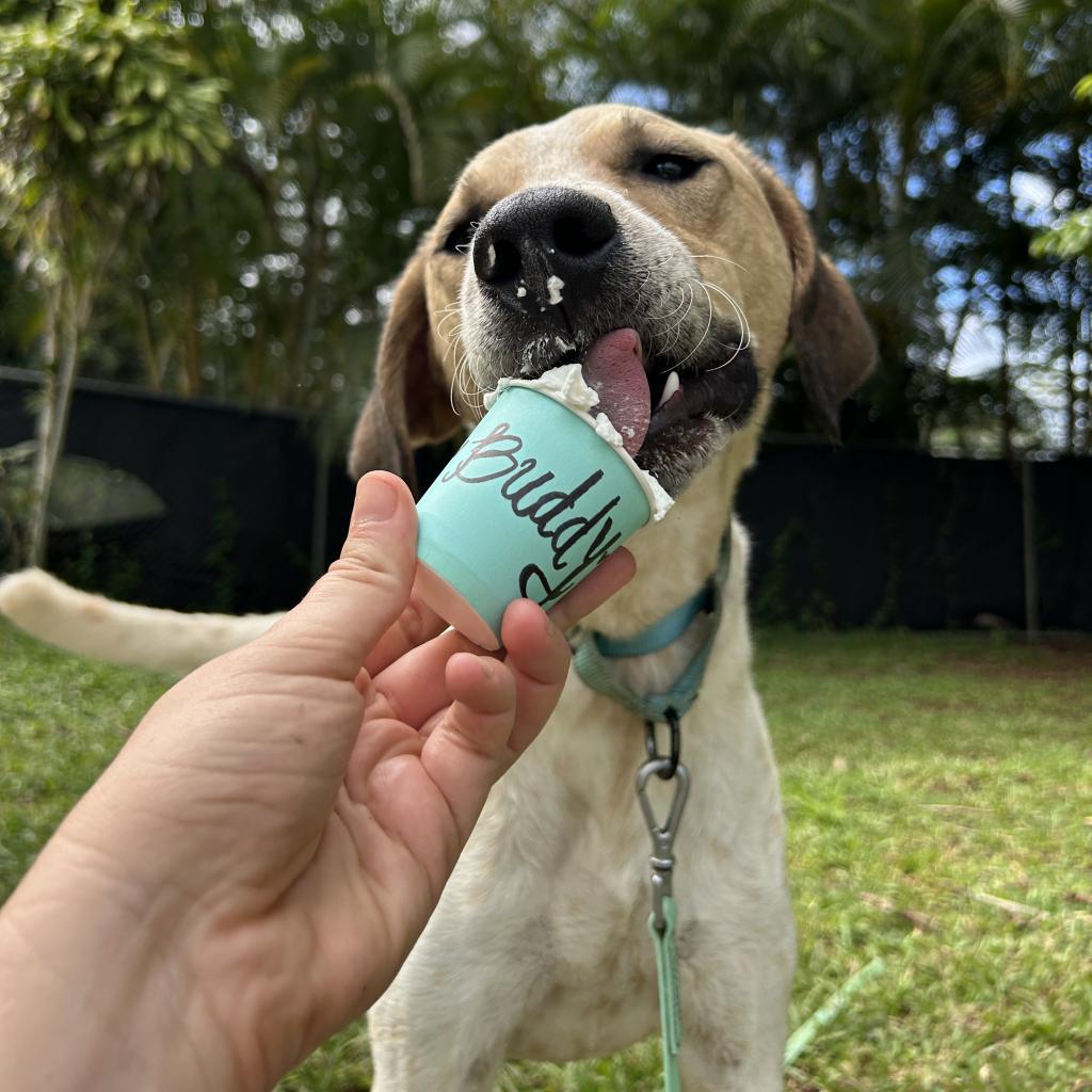 Buddy, an adoptable Mixed Breed in Kailua Kona, HI, 96740 | Photo Image 3