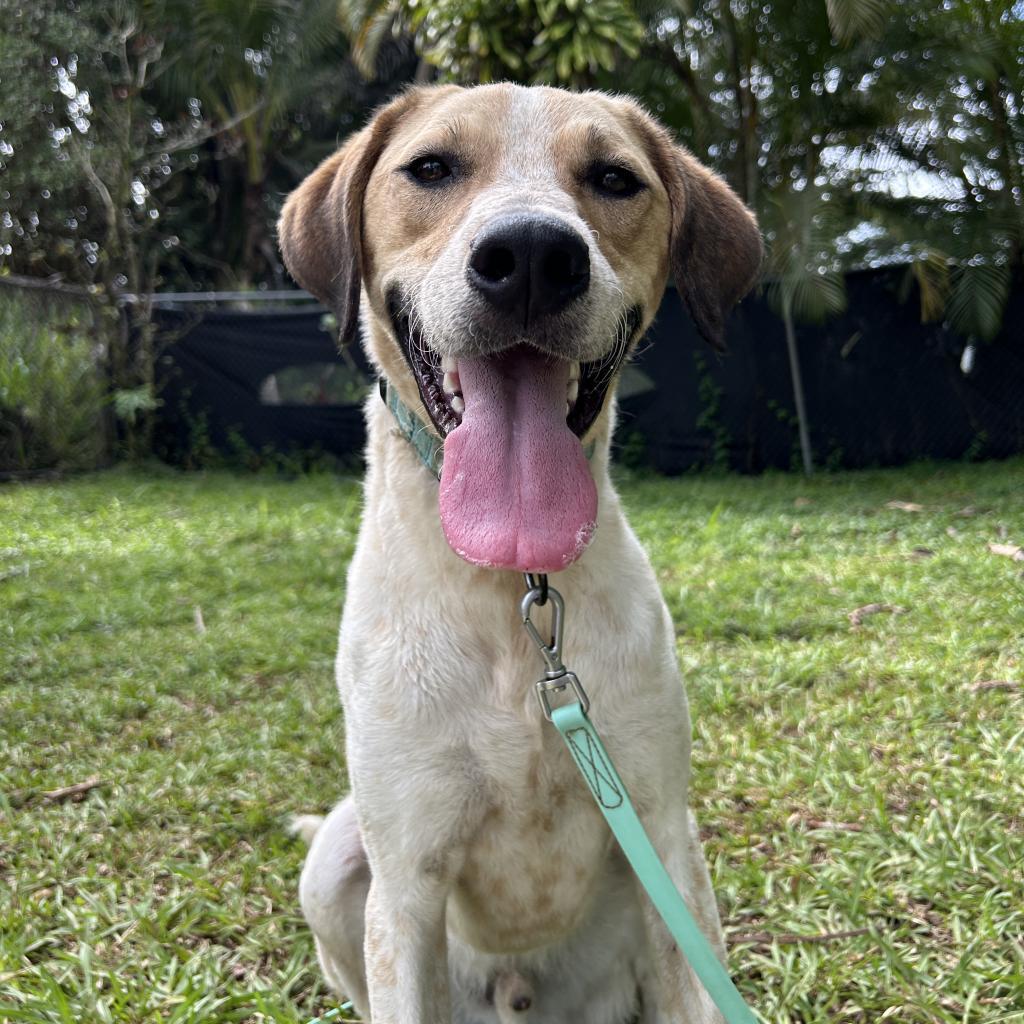 Buddy, an adoptable Mixed Breed in Kailua Kona, HI, 96740 | Photo Image 4