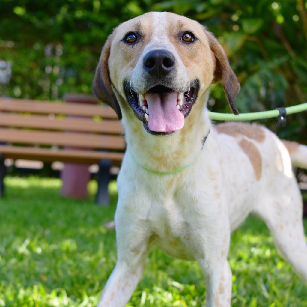 Buddy, an adoptable Mixed Breed in Kailua Kona, HI, 96740 | Photo Image 5