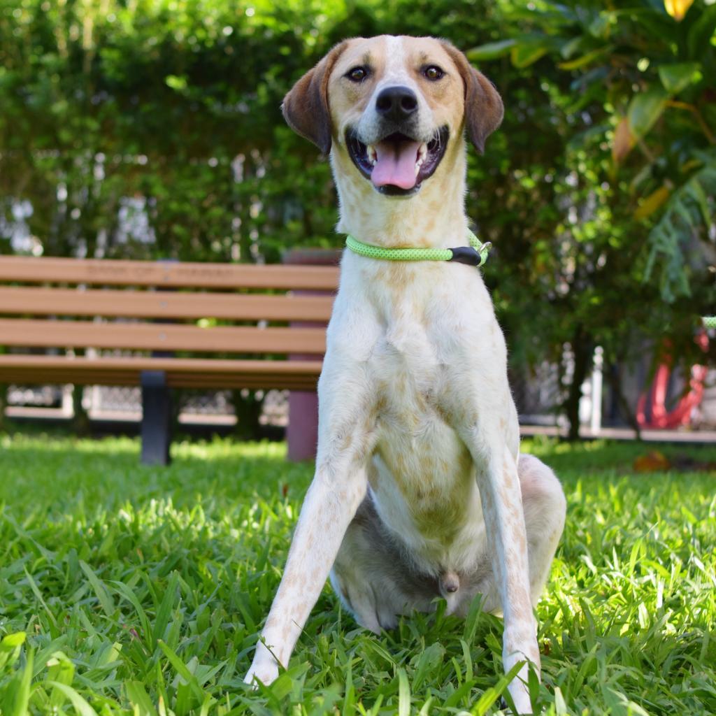 Buddy, an adoptable Mixed Breed in Kailua Kona, HI, 96740 | Photo Image 6