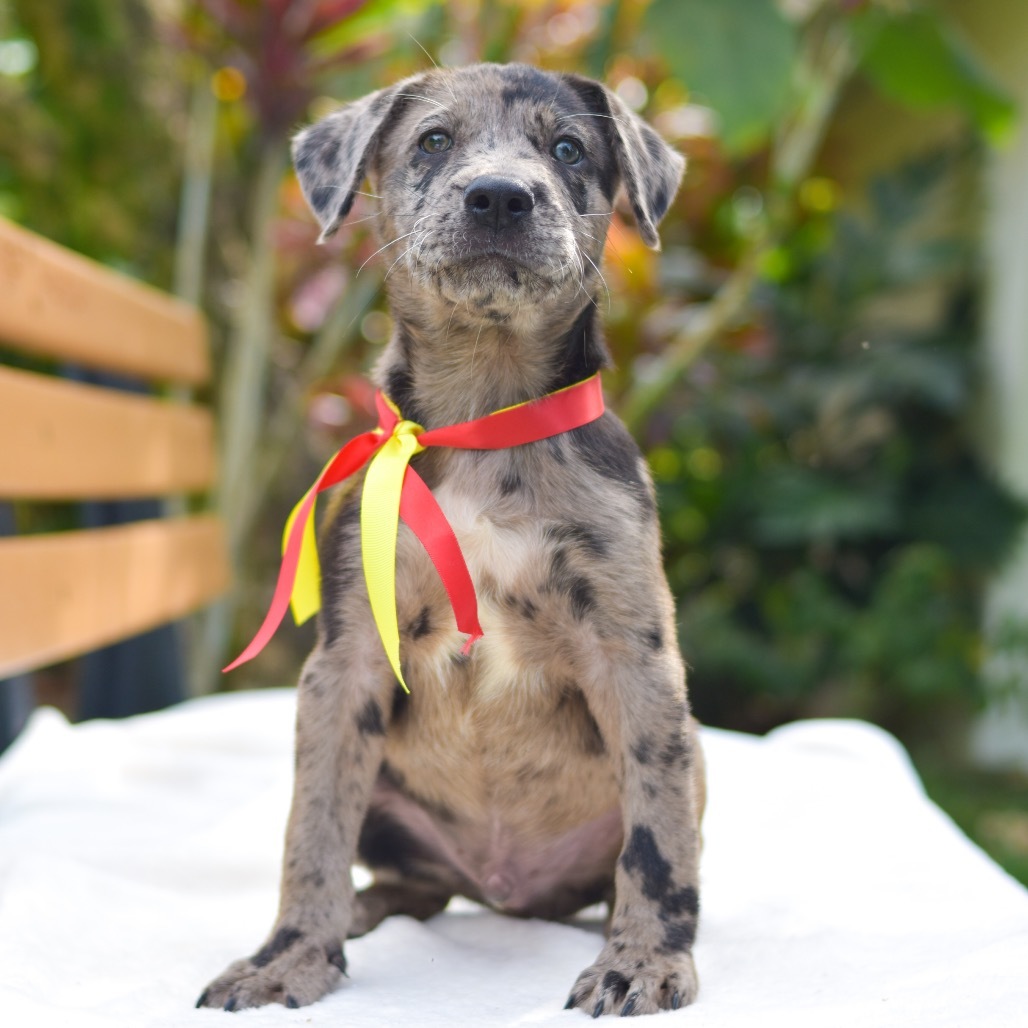 Dash, an adoptable Mixed Breed in Kailua Kona, HI, 96740 | Photo Image 1