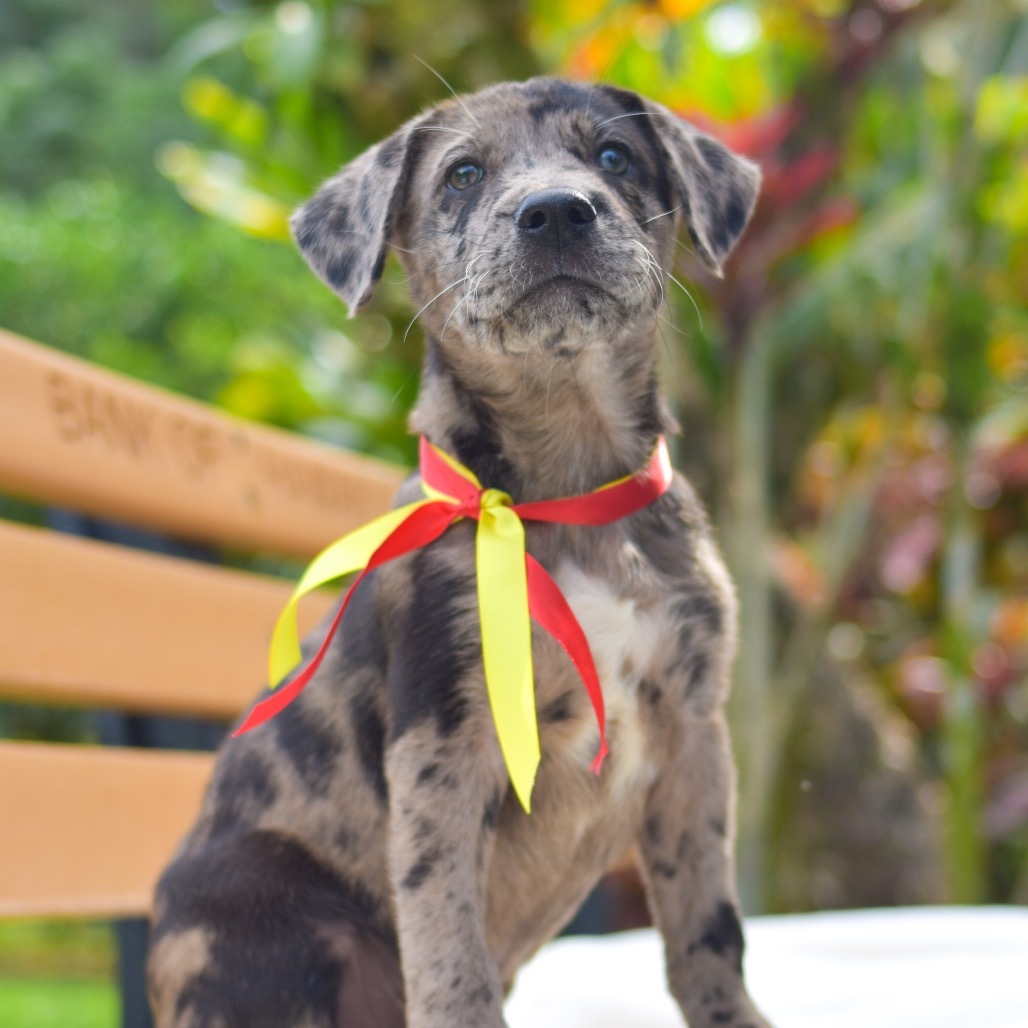 Dash, an adoptable Mixed Breed in Kailua Kona, HI, 96740 | Photo Image 2