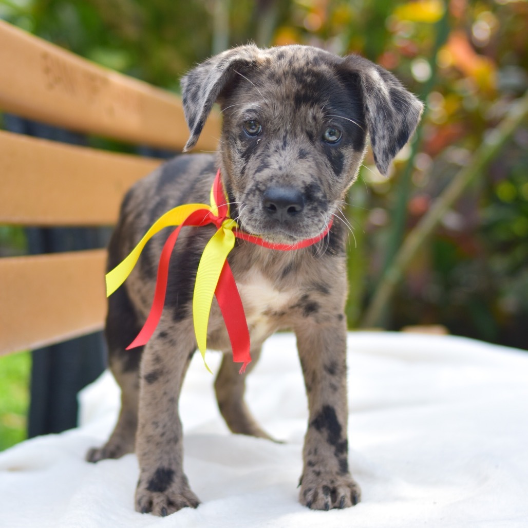 Dash, an adoptable Mixed Breed in Kailua Kona, HI, 96740 | Photo Image 3