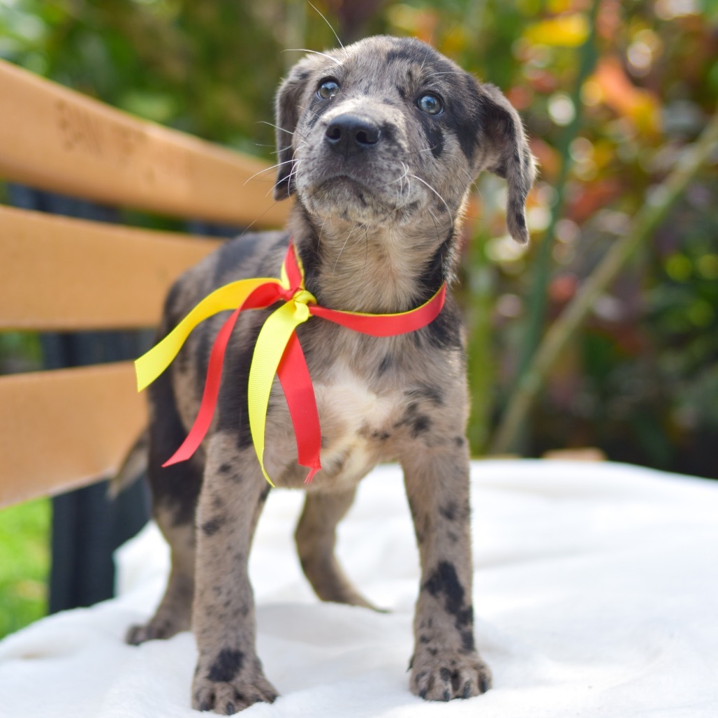 Dash, an adoptable Mixed Breed in Kailua Kona, HI, 96740 | Photo Image 4