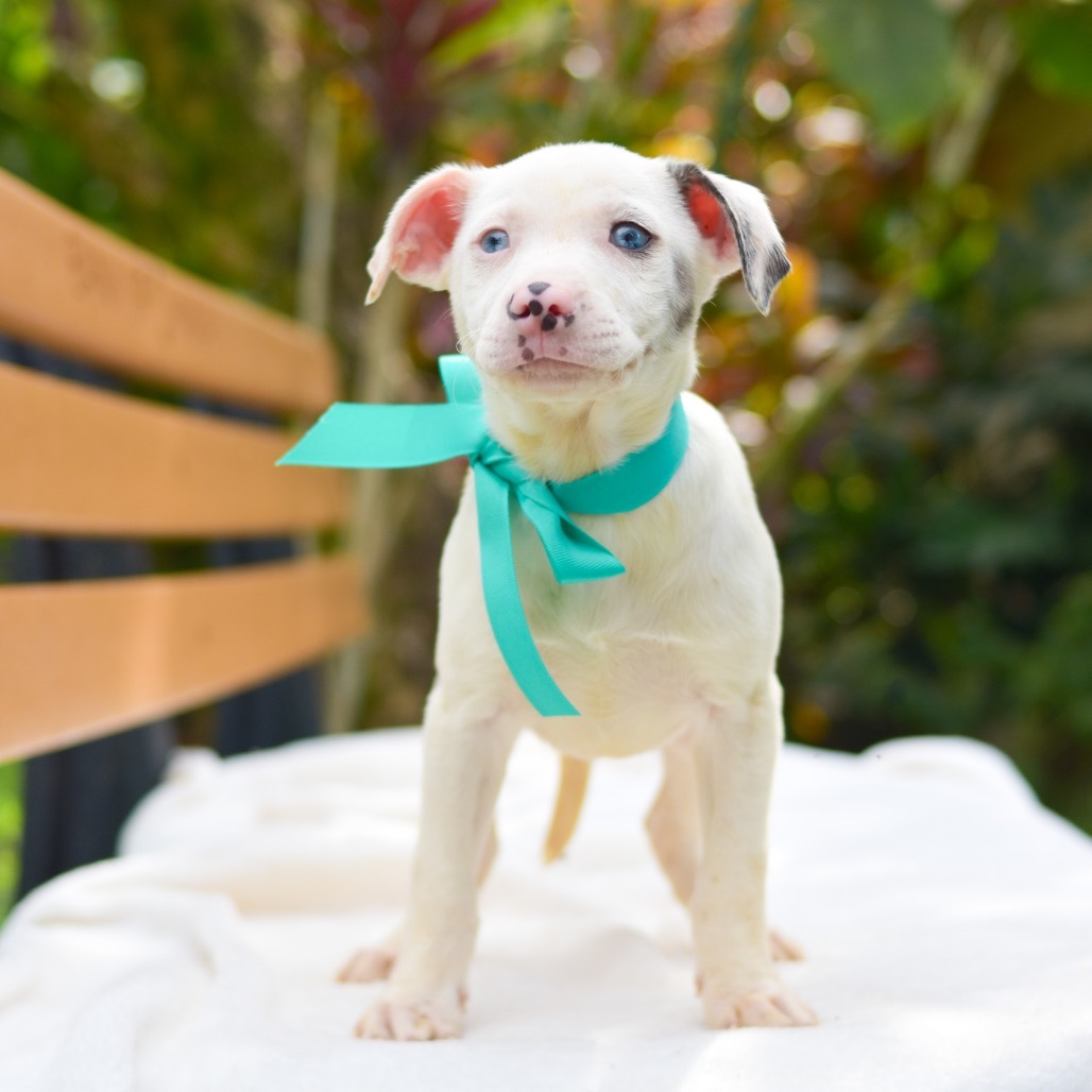 Zack Morris, an adoptable Mixed Breed in Kailua Kona, HI, 96740 | Photo Image 1