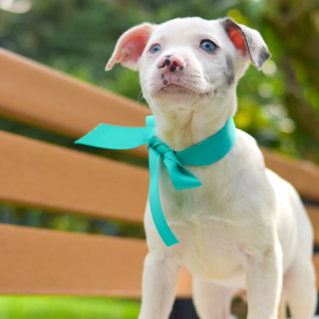 Zack Morris, an adoptable Mixed Breed in Kailua Kona, HI, 96740 | Photo Image 2