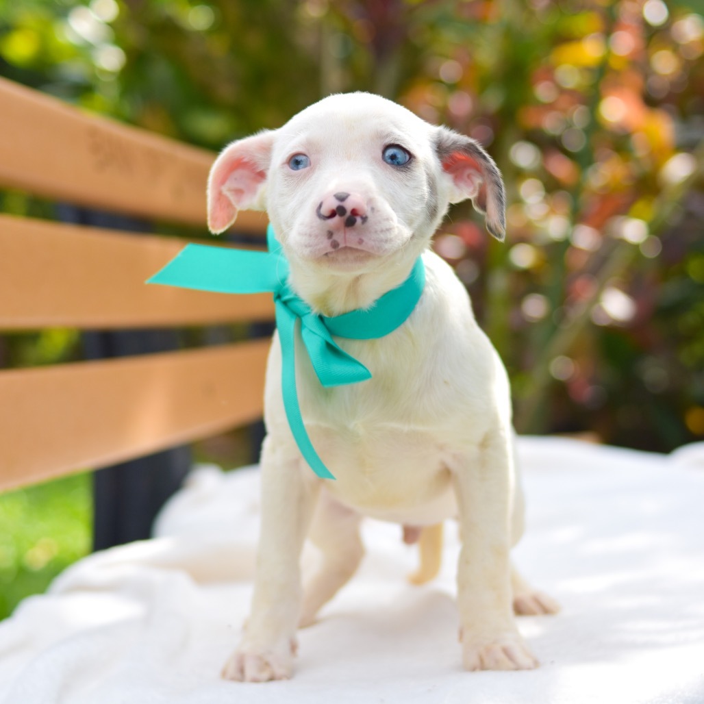 Zack Morris, an adoptable Mixed Breed in Kailua Kona, HI, 96740 | Photo Image 4