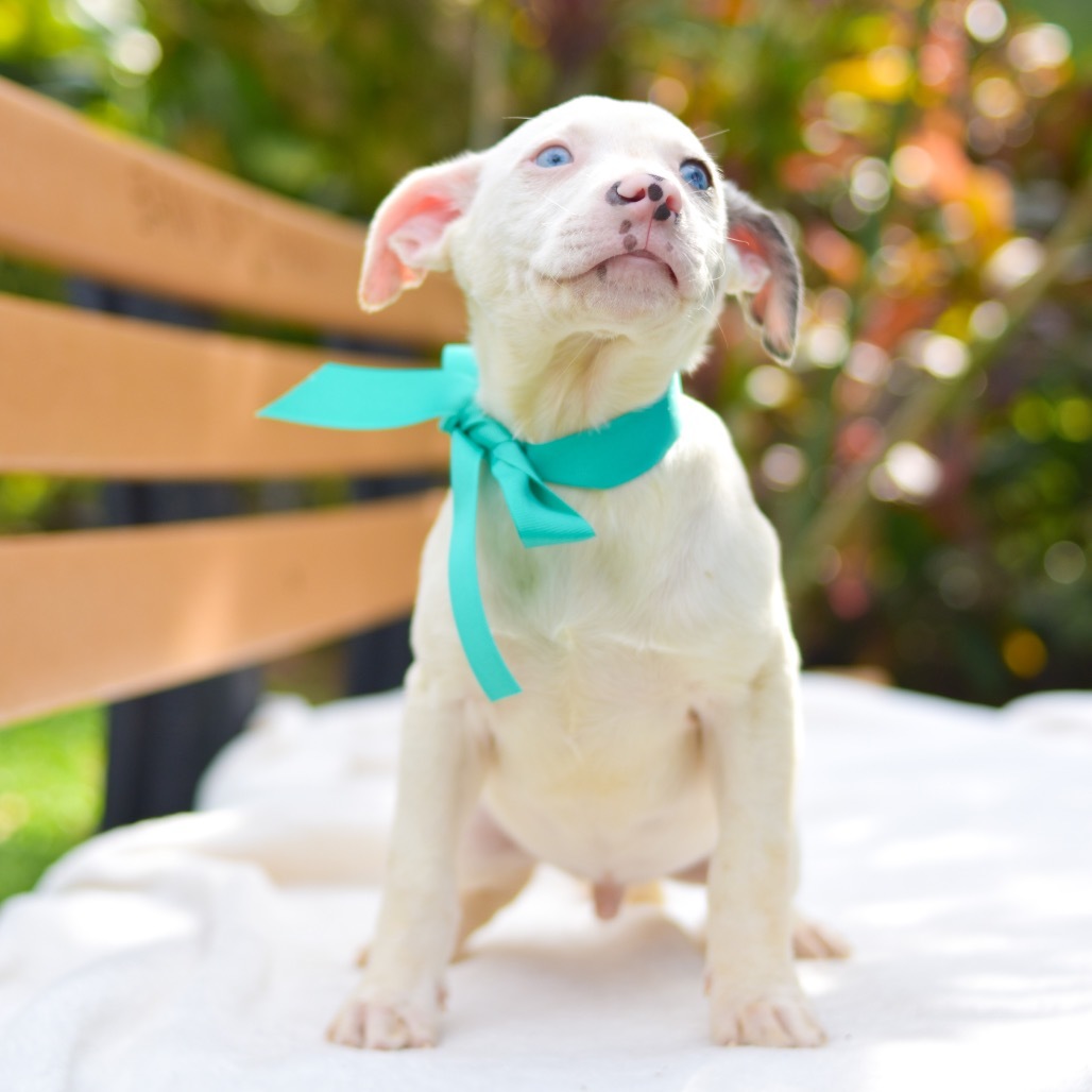 Zack Morris, an adoptable Mixed Breed in Kailua Kona, HI, 96740 | Photo Image 5