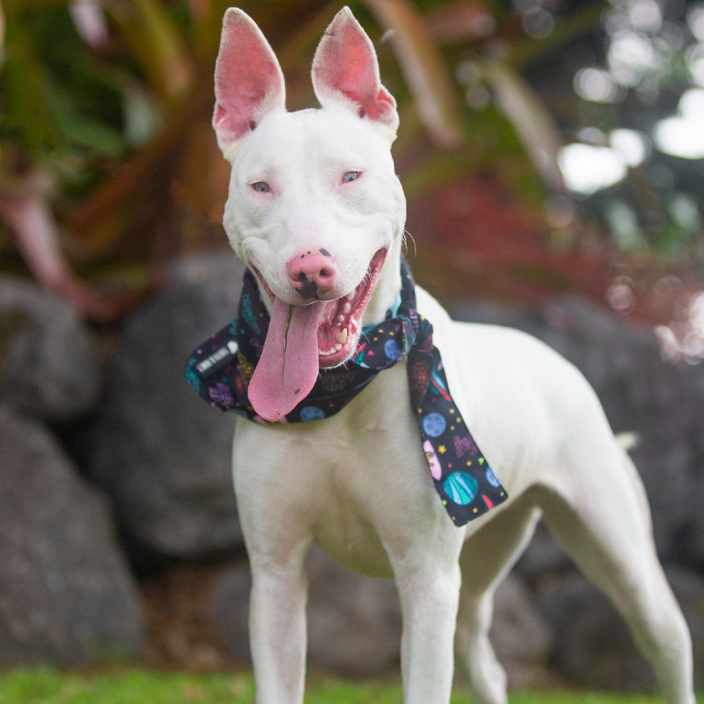 Peppa, an adoptable Mixed Breed in Kailua Kona, HI, 96740 | Photo Image 1