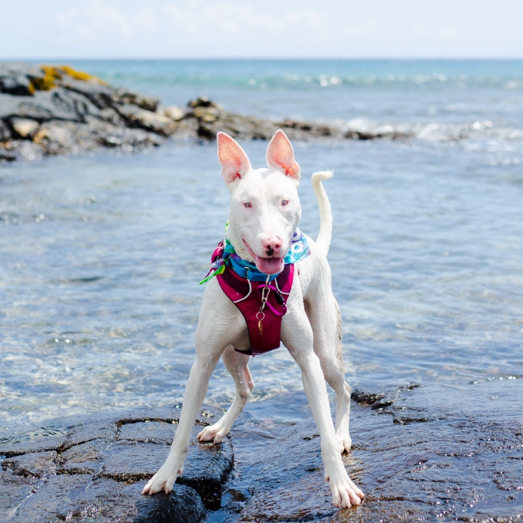 Peppa, an adoptable Mixed Breed in Kailua Kona, HI, 96740 | Photo Image 1